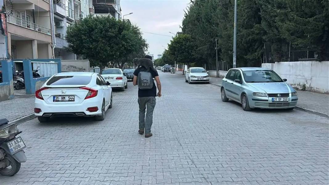 Hatay’da Omuzda Şehri Turlayan Kedi Kentin Maskotu Oldu! 3
